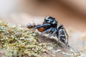 Cute jumping spider in Australia eating an ant