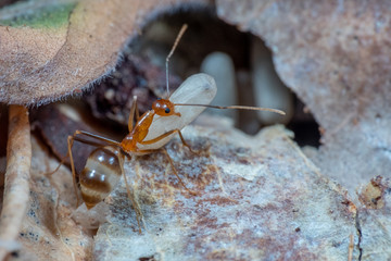 Invasive yellow crazy ants in Queensland, Australia