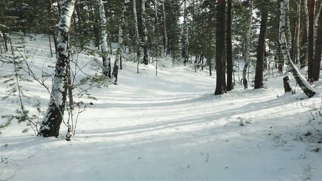 beautiful winter forest trees shadows on the snow  panning footage