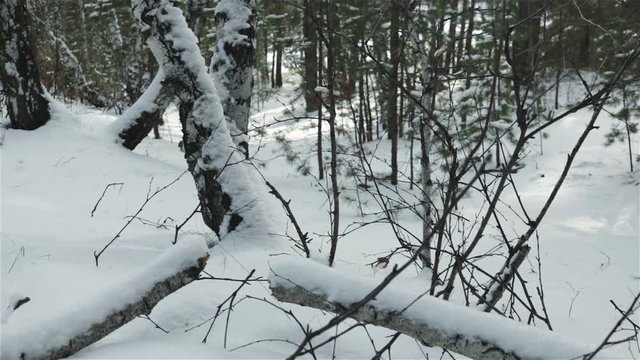 birch trees trunk covering with snow winte forest close up footage