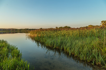 The shore of a small river overgrown with reeds, summer evening