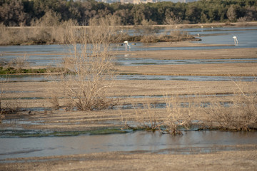 Wild Birds in Ras Al Khor Wildlife Sanctuary, Ramsar Site, Mangrove hide 1, Dubai, United Arab Emirates