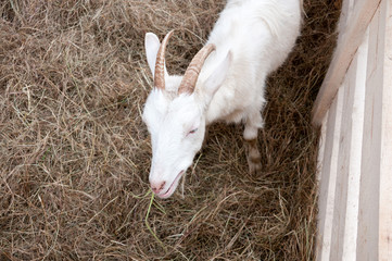 White goat eats hay at farm