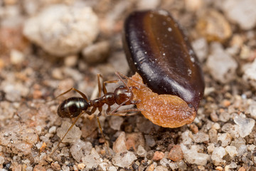 Melophotus ant collecting seeds