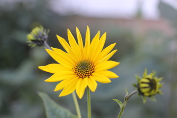 Flowers in the nature (Czech Republic, Europe)
