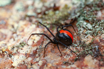 Australian Red-back spider