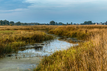 Fototapeta na wymiar The shore of a river overgrown with reeds and sedge, summer evening