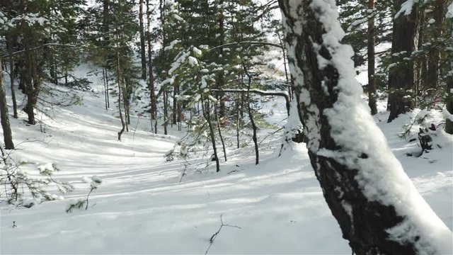 panning winter forest. trees shadows on snow