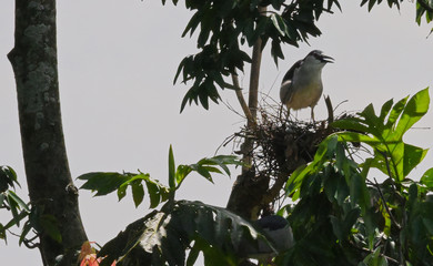bird on tree