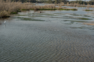 Wild Birds in Ras Al Khor Wildlife Sanctuary, Ramsar Site, Mangrove hide 1, Dubai, United Arab Emirates