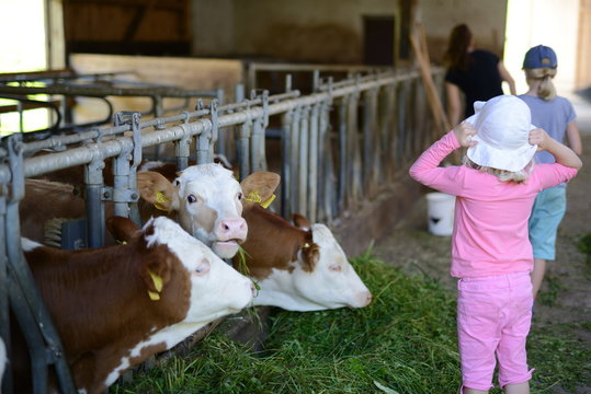 Kinder f&uuml;ttern kleine Milch K&uuml;he: Urlaub in Bayern, Spielen auf dem Bauernhof