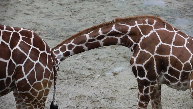 キリンの親子