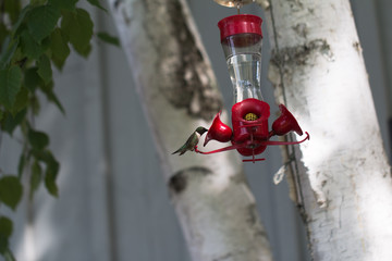 hummingbird at the feeder four
