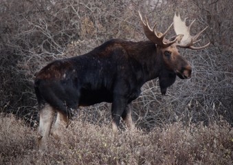 Naklejka na ściany i meble Bull Moose