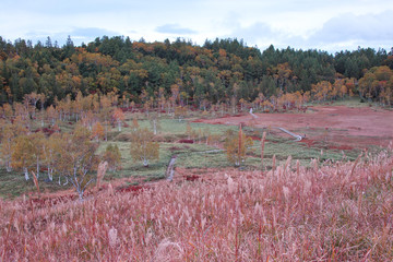 志賀高原の秋の田ノ原湿原
