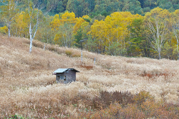 志賀高原の秋の田ノ原湿原