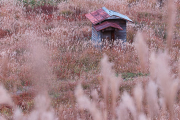 志賀高原の秋の田ノ原湿原