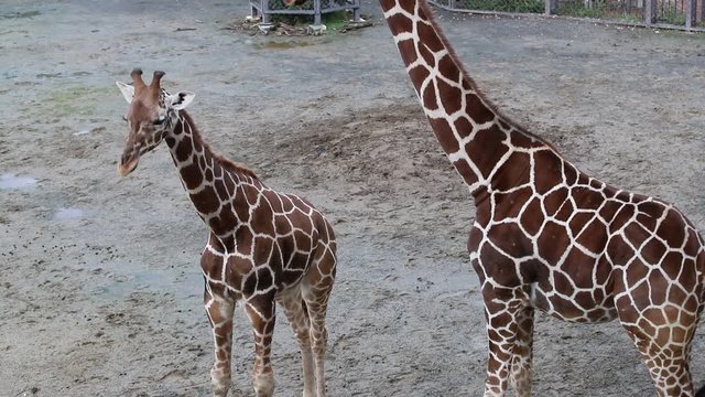 キリンの親子