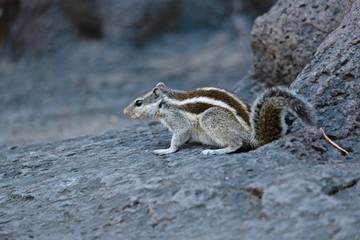 indian squirrel