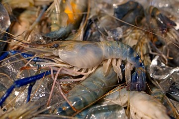 fresh prawn on ice at restaurant