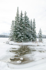 Several lone pine trees sit on the edge of a thawing clear alpine lake in spring