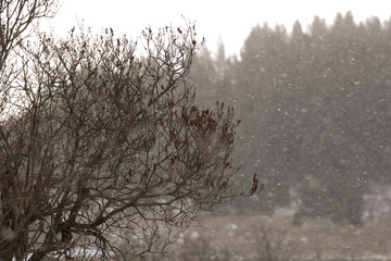 beautiful forest photos