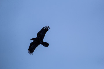 birds flying in the mountains
