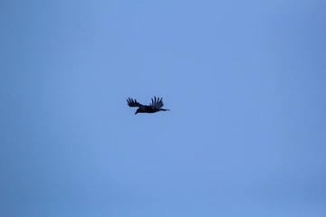birds flying in the mountains