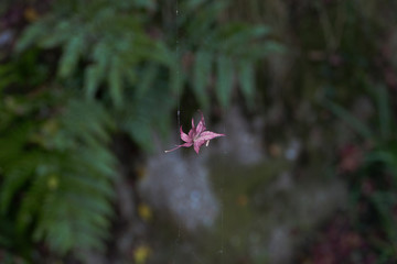 クモの巣に引っ掛かった紅葉の葉