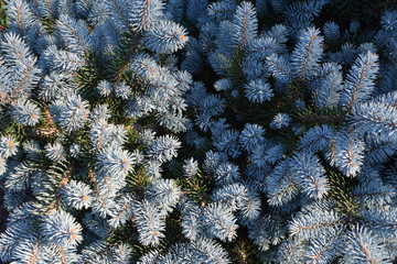 Blue young spruce tree fir branches closeup view as abstract horizontal background for christmas and new year decoration design.