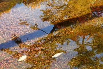 川に沈んだ紅葉の葉