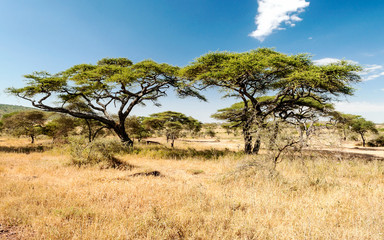 Acacias in Tanzania on a sunny day