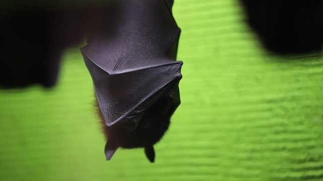 耳を動かすコウモリ