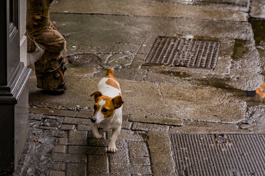 small terrier dog on the street - Powered by Adobe