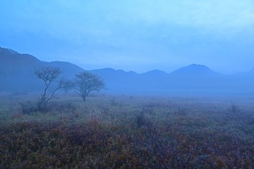 朝霧に包まれた小田代原の情景＠奥日光　栃木