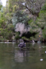 Duckling