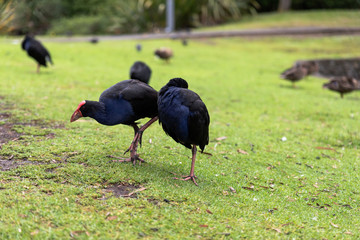 Pukeko