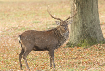 A beautiful Stag Manchurian Sika Deer (Cervus nippon mantchuricus ) standing in a field in autumn.	