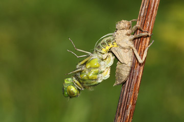 A beautiful Broad bodied Chaser Dragonfly (Libellula depressa) emerging from its Exuvia.	