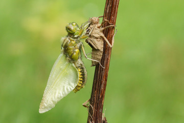 A beautiful Broad bodied Chaser Dragonfly (Libellula depressa) emerging from its Exuvia.	