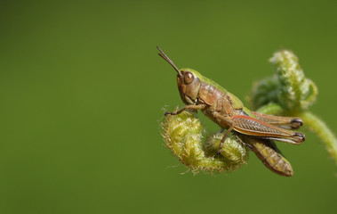 A Meadow Grasshopper (Chorthippus parallelus) perching on bracken.