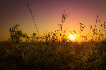 Grass at sunrise in the meadows.Summer background.