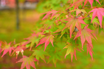 秋の紅葉