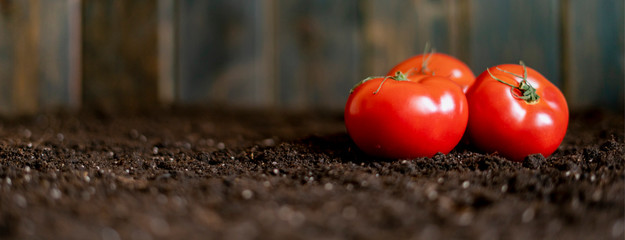 organic eco tomatoes on the soil ground  f