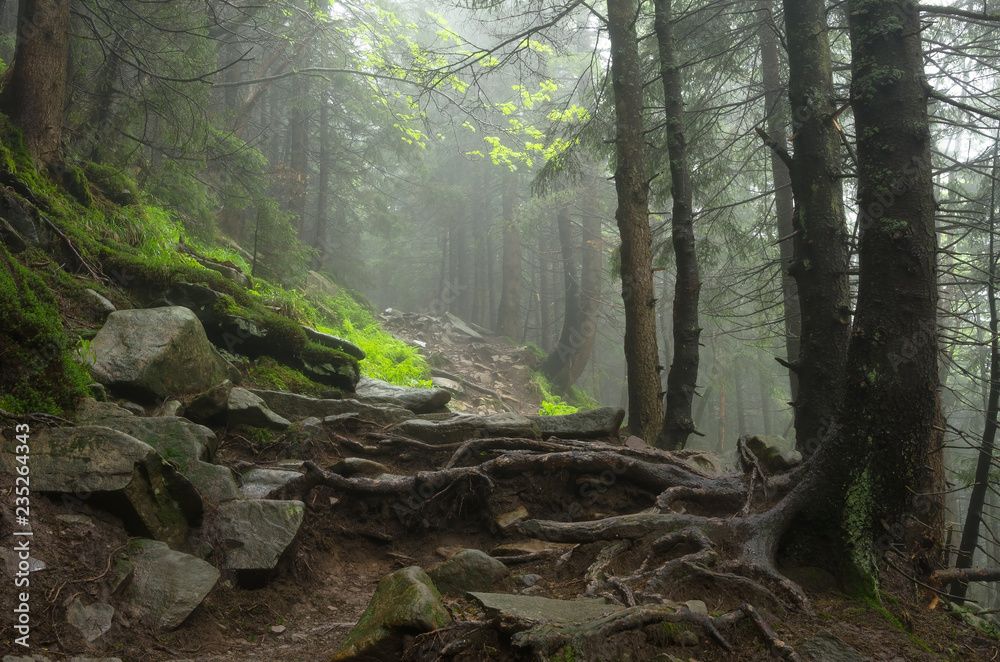 Wall mural Mountain path among the trees. Carpathian mountain road. Beautiful mountain landscape. Travel mountain Carpathians.