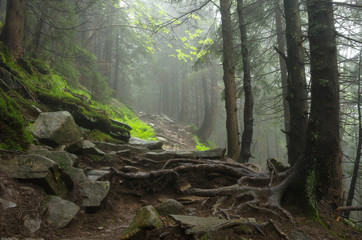 Mountain path among the trees. Carpathian mountain road. Beautiful mountain landscape. Travel mountain Carpathians.