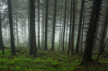 Mountain path among the trees. Carpathian mountain road. Beautiful mountain landscape. Travel mountain Carpathians.