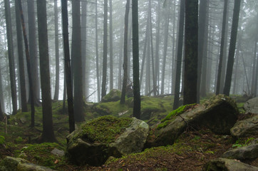 Mountain path among the trees. Carpathian mountain road. Beautiful mountain landscape. Travel mountain Carpathians.