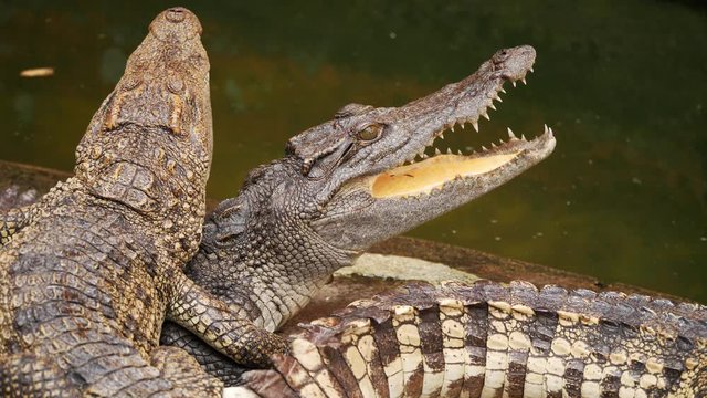 Crocodile opened its mouth on the farm.