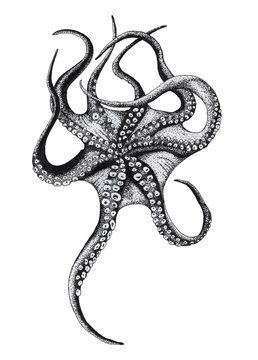 ink octopus on black background